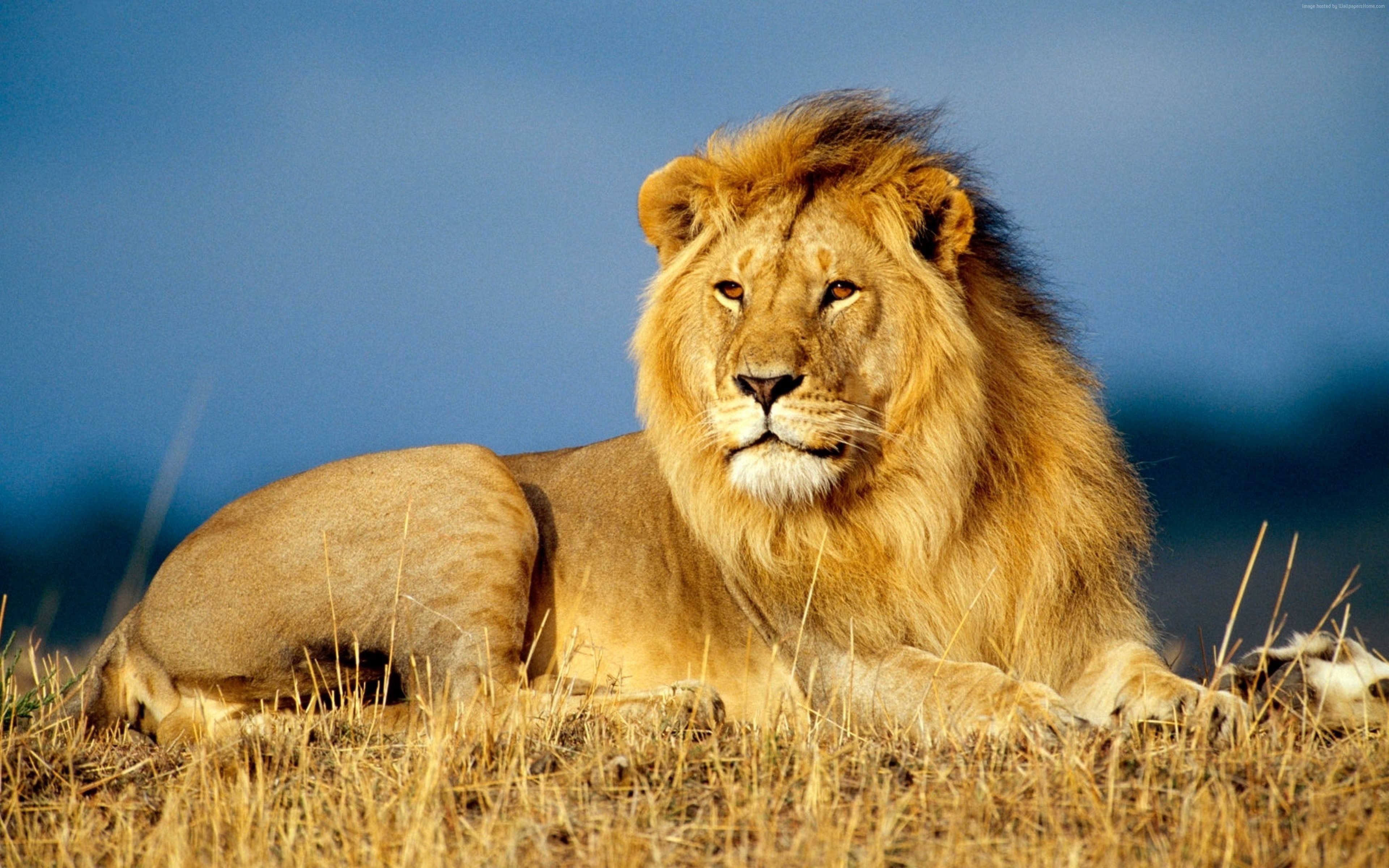 Stock Images lion, savanna, 4k, Stock Images